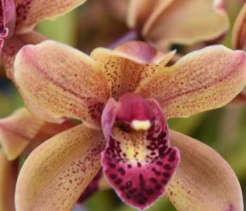 Entretien orchidée, simple comme bonjour !