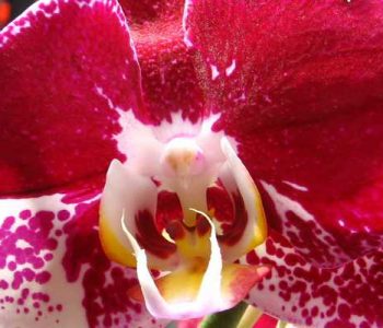 Arrosage orchidée, les points essentiels