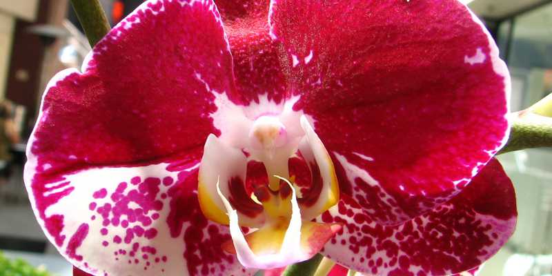 Photo d'orchidée