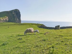 Les moutons de Neist Point sur l'île de Skye