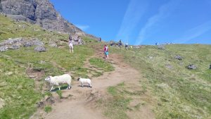 Des moutons en totale liberté lors de la randonnée pour le Old Man Of Storr. Une superbe attraction pour les enfants
