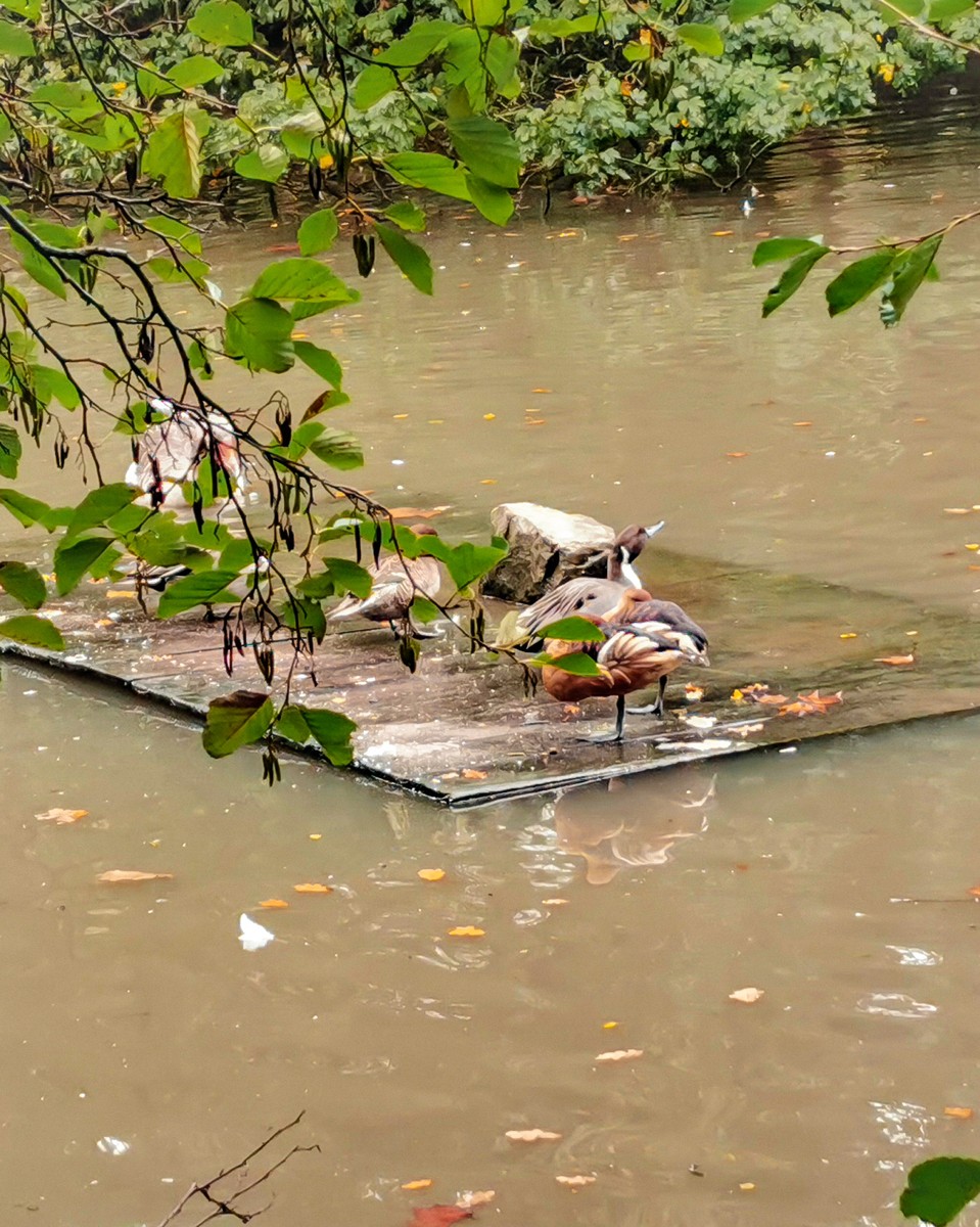 oiseaux au Les enclos se dispersent dans un cadre engageant, creusé d'un étang surmonté de son île.