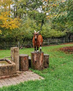 Chèvre au parc aux animaux du Bois-de-la-Bâtie