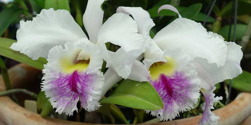 Photo d'orchidée