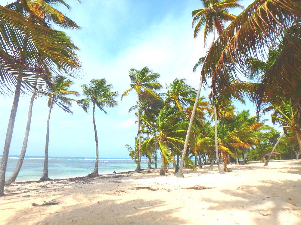 La plage de Saint Anne à Grande Terre, en Guadeloupe